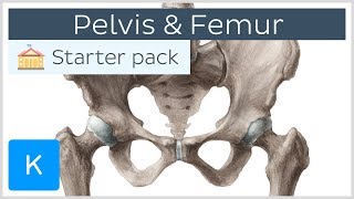 Pelvis Hip bone and Femur  Human Anatomy  Kenhub [upl. by Ballman]