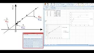 LineweaverBurk amp Michaelis Menten Plots [upl. by Nylrahs]