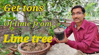 How to get Tons of 🍋limes from your lime 🌲 Tree [upl. by Leilani]