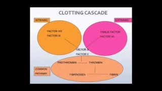 Haematology  bleeding disorders [upl. by Onitnas]