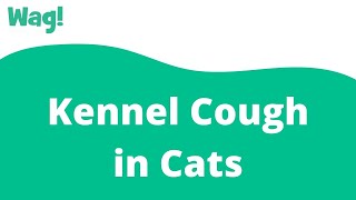 Kennel Cough in Cats  Wag [upl. by Doble]