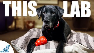 10 Lessons A Labrador Retriever Taught Me About Dog Training [upl. by Abbe]