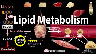 Lipid Fat Metabolism Overview Animation [upl. by Analra]