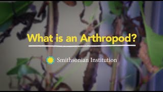 What is an Arthropod [upl. by Appolonia383]