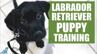 Labrador Retriever Puppy Training Guide  First Week Puppy Training❤️ [upl. by Layman]