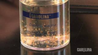 How to Care for Daphnia [upl. by Aynwad]