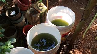 How to grow Green Water Algae [upl. by Seys]