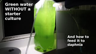 Green Water WITHOUT a Starter Culture  From Scratch  How To [upl. by Antipus80]