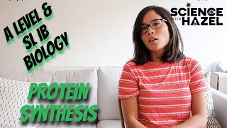 Protein Synthesis  A Level amp SL IB Biology [upl. by Einohtna]