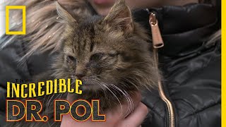 A Cat With the Common Cold  The Incredible Dr Pol [upl. by Hselin]