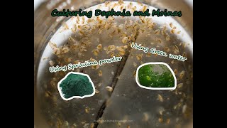 How To Culture Daphnia and Moinas using Green Water Spirulina powder [upl. by Ines]