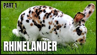 Rhinelander Rabbit 101 Part 1 [upl. by Sherilyn]