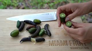 How to Tell When Finger Lime is Ripe  taste test [upl. by Macknair]