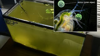 Raising Daphnia for the Freshwater Aquarium [upl. by Zelle]