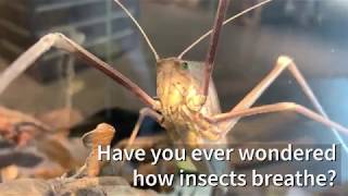 How do insects breathe [upl. by Reiners]