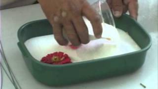 How to Use Silica Gel to Dry Flowers [upl. by Thar]