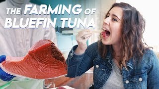 The Farming of Bluefin Tuna  Foodbeast Doc [upl. by Westbrook]