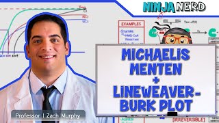 Biochemistry  Michaelis Menten amp LineweaverBurk Plot [upl. by Luciano]