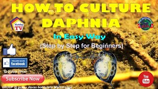 HOW TO CULTURE DAPHNIA In Easy Way [upl. by Akcired]