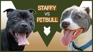 STAFFORDSHIRE BULL TERRIER VS PITBULL [upl. by Holms]