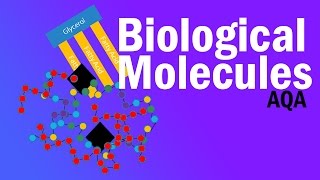 BIOLOGICAL MOLECULES  Detailed AQA Alevel Revision [upl. by Elodia]